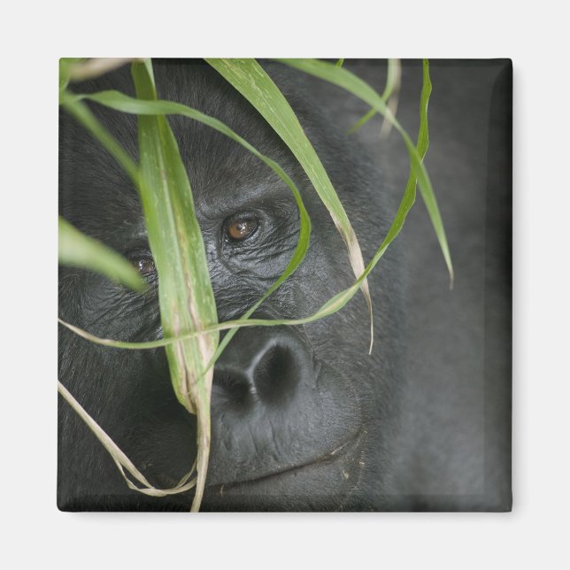 Íman África, Uganda, Bwindi (Frente)