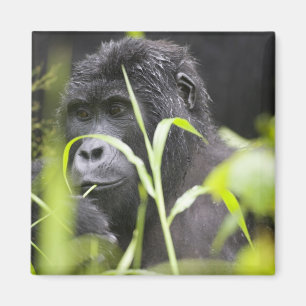 Íman África Uganda, Bwindi