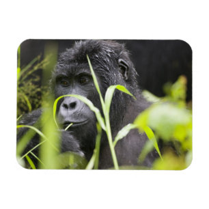 Íman África, Uganda, nacional impenetrável de Bwindi