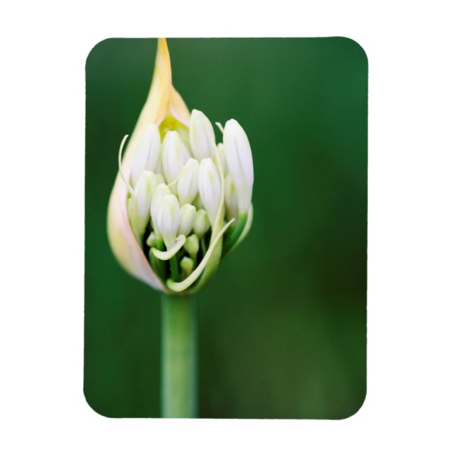 Íman African Lily, Agapanthus Praecox, Cidade do Cabo (Vertical)