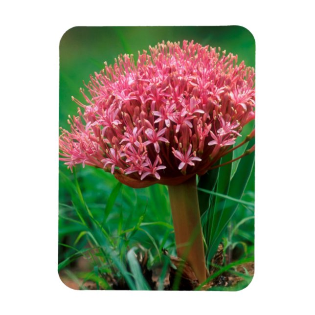 Íman African Lily (Agapanthus Praecox), Mala Mala (Vertical)