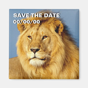 Íman African Lion 2 Save-the-Date (Salvar a Data do Le
