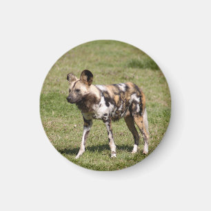 Íman african-wild-dog-016