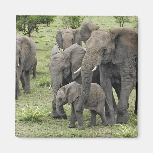 Íman Afro-Elefante Herd (Frente)