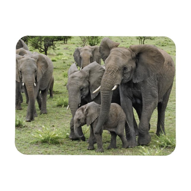 Íman Afro-Elefante Herd (Horizontal)