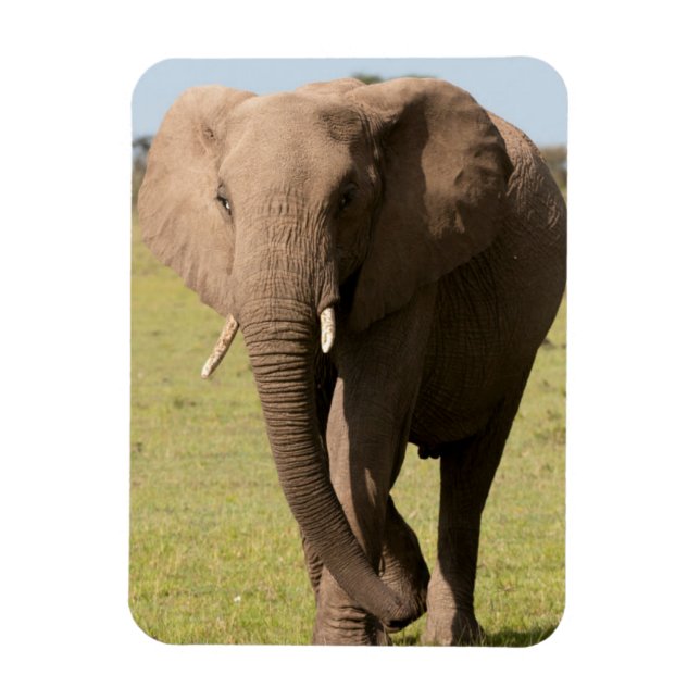 Íman Afro-Elefante (Loxodonta Africana), Maasai (Vertical)