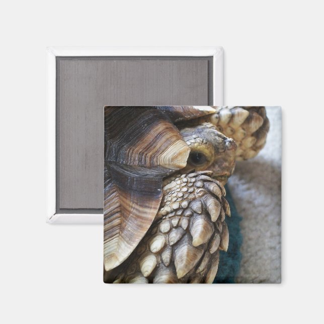 Íman Afro-Puro, Sulcata Torta Perna, Shell, Face (Front/Back)