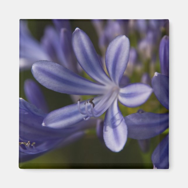 Íman Agapanthus (Frente)