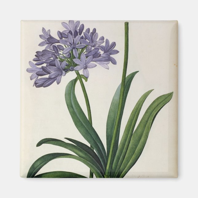 Íman Agapanthus umbrellatus (Frente)