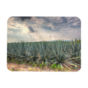 Íman Agave Azul