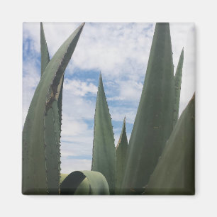 Íman Agave Clouds