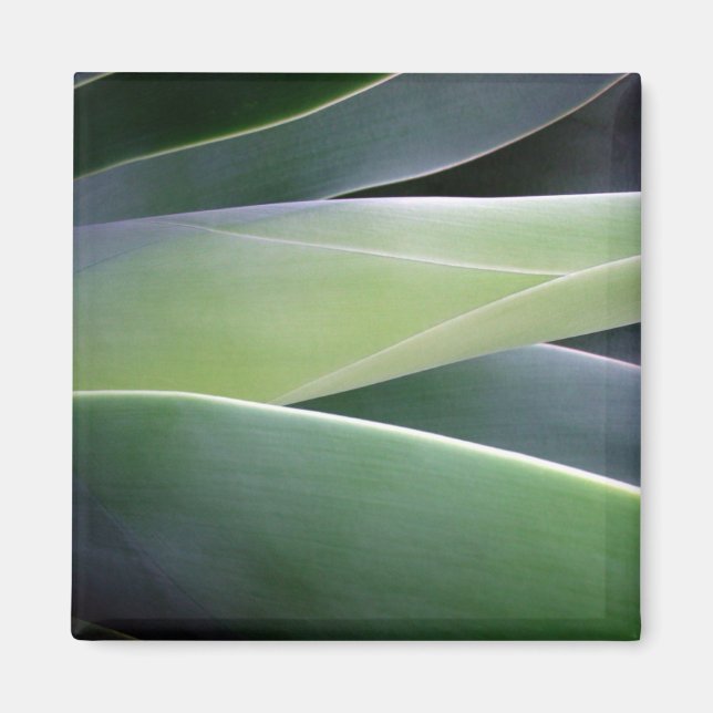 Íman Agave Folhas (Frente)