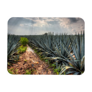Íman Agave Tequilana