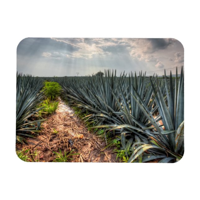 Íman Agave Tequilana (Horizontal)