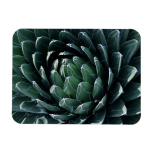 Íman Agave verde