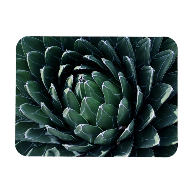 Íman Agave Verde (Horizontal)