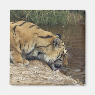 Íman Água do dobramento do tigre (Panthera tigris)