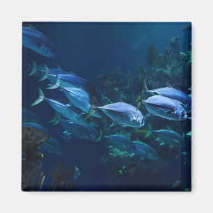 Íman Água Escura de Peixes de Aquário legal
