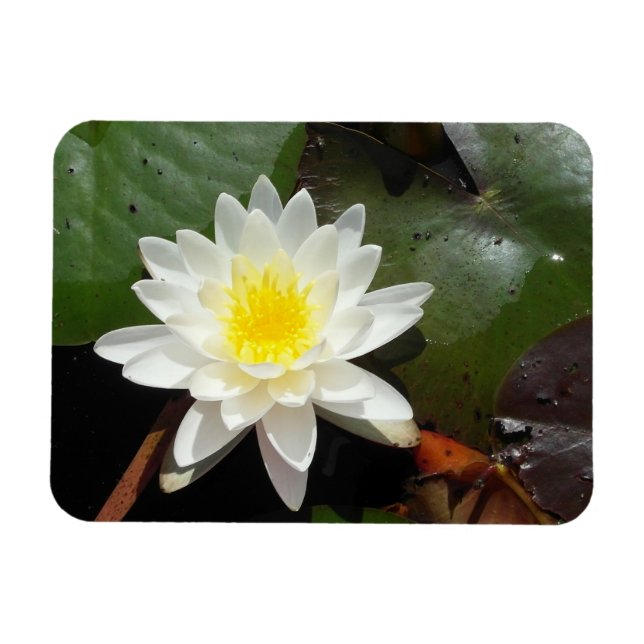 Íman Água Lily (Horizontal)