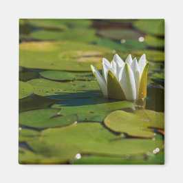 Íman Água Lily Blossom