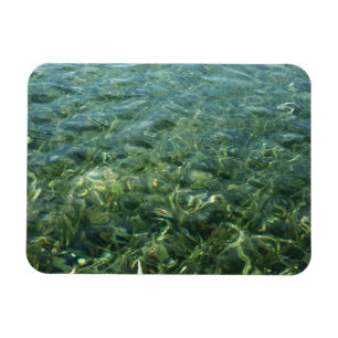Íman Água sobre Grama Marinha I Natureza Caribenha