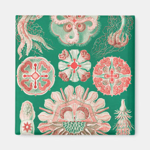 Íman Água-viva, Desconto de Ernst Haeckel