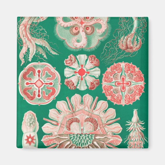 Íman Água-viva, Disco de Ernst Haeckel (Frente)