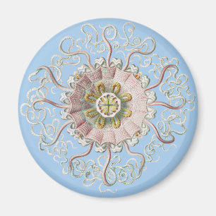 Íman Água-viva Rosa Náutica de Ernst Haeckel Medusa