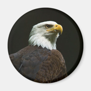 Íman Águia americana