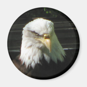 Íman Águia americana