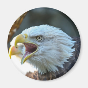 Íman Águia americana