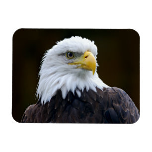 Íman Águia americana americana
