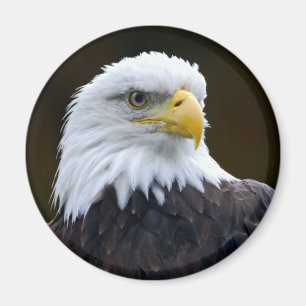 Íman Águia americana americana
