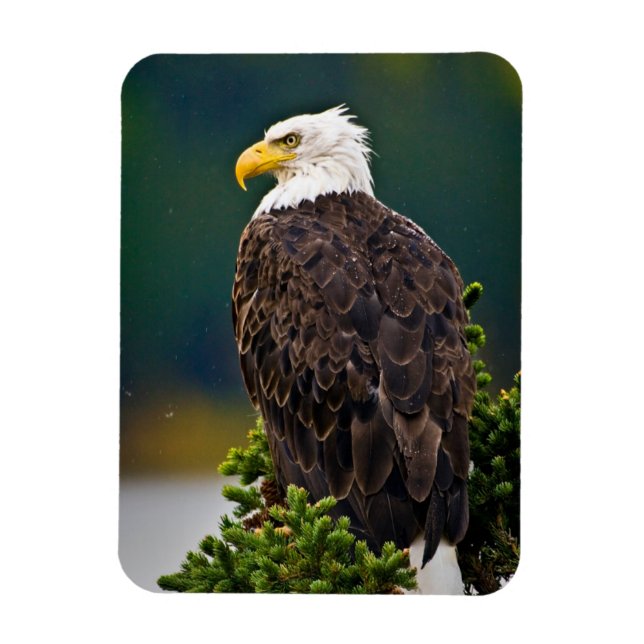 Íman Águia Americana Careca Empoleirada (Vertical)