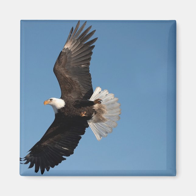 Íman Águia Americana em Voo (Frente)