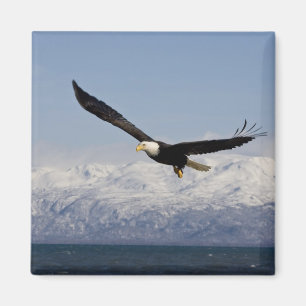 Íman Águia Americana em Voo, Haliaeetus leucocephalus,