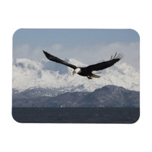 Íman Águia Americana em Voo, Haliaeetus leucocephalus,