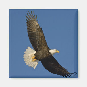 Íman Águia Americana, Haliaeetus leucocephalus, Homer,