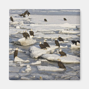 Íman Águia Americana, Haliaeetus leucocephalus, Homer,