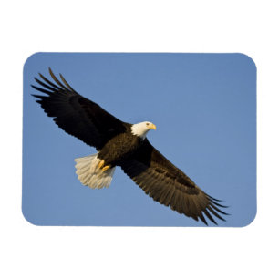 Íman Águia Americana, Haliaeetus leucocephalus, Homer,
