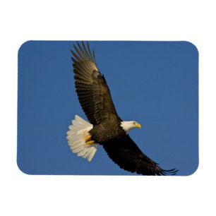 Íman Águia Americana, Haliaeetus leucocephalus, Homer,