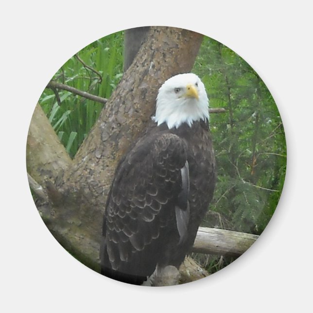Íman Águia Americana Incrível (Frente)