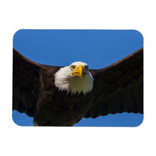 Íman Águia Americana passa perto voando