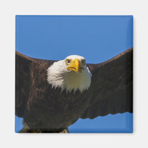 Íman Águia Americana passa perto voando