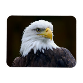 Íman Águia Bald Americano