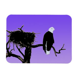 Íman Águia Balda no Sunset - Arte Original da Vida Sel