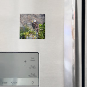 Íman Águia caída sentada no ímã rochoso