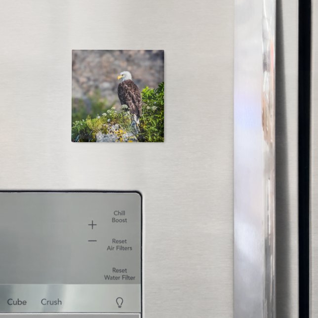 Íman Águia caída sentada no ímã rochoso (In Situ (Fridge))