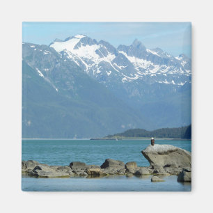 Íman Águia-careca em Skagway Alasca