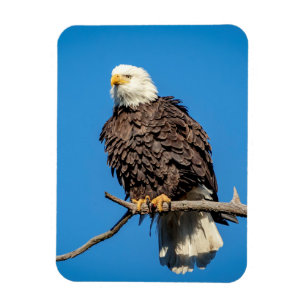 Íman Águia careca em um galho de árvore